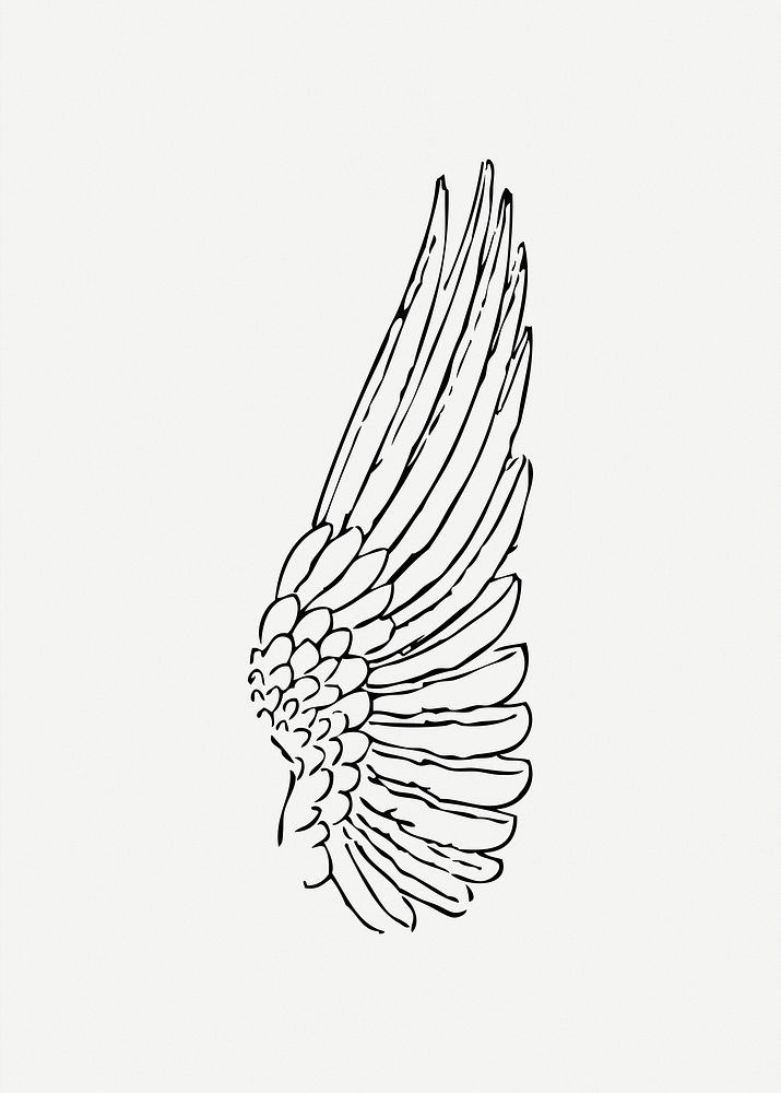 Bird wing illustration psd. Free public domain CC0 image.