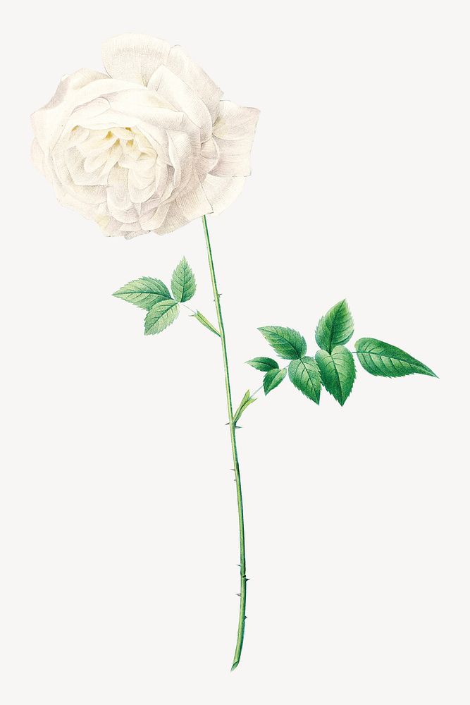 White rose flower  botanical  collage element psd