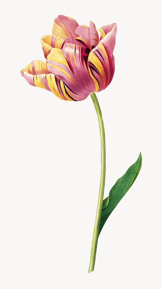 Tulip flower botanical image element