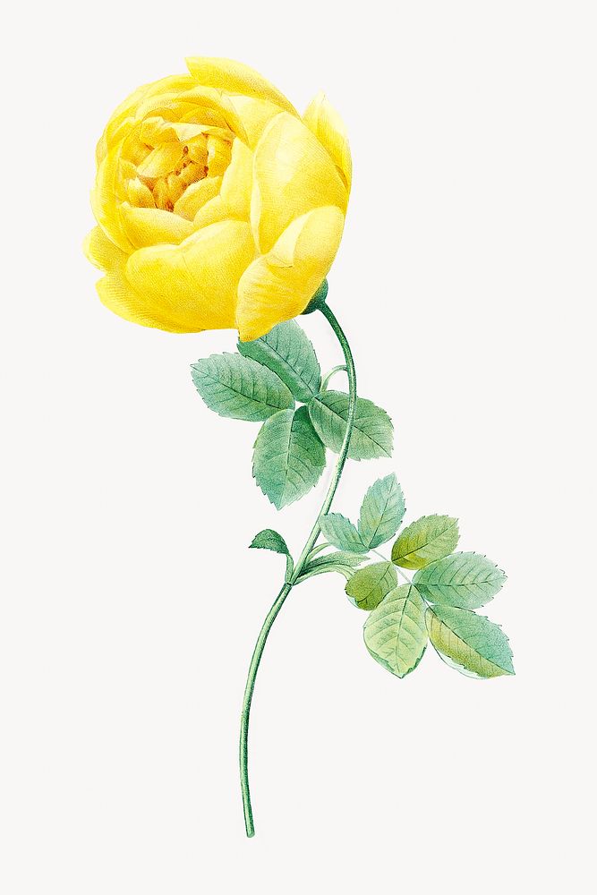 Yellow rose flower botanical image element