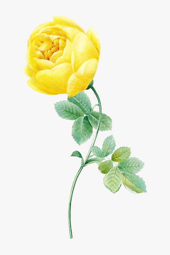 Yellow rose flower  botanical  collage element psd