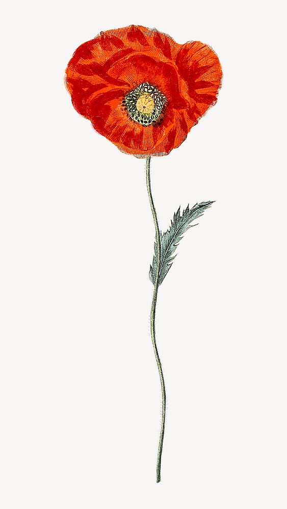 Hand drawn red poppy collage element psd