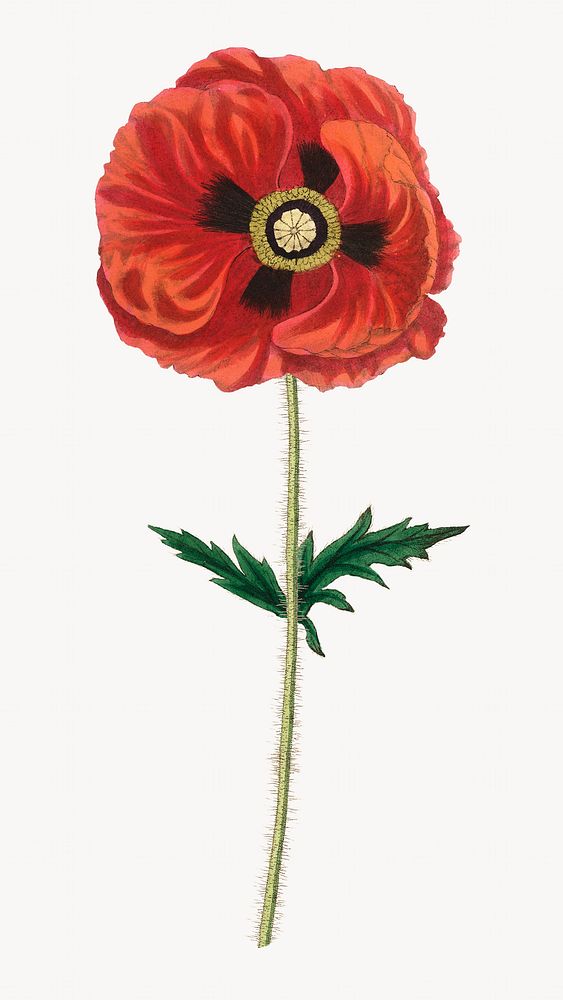 Red common poppy flower vintage sketch image element