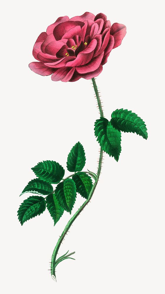 Pink flower French rose botanical sketch  collage element psd