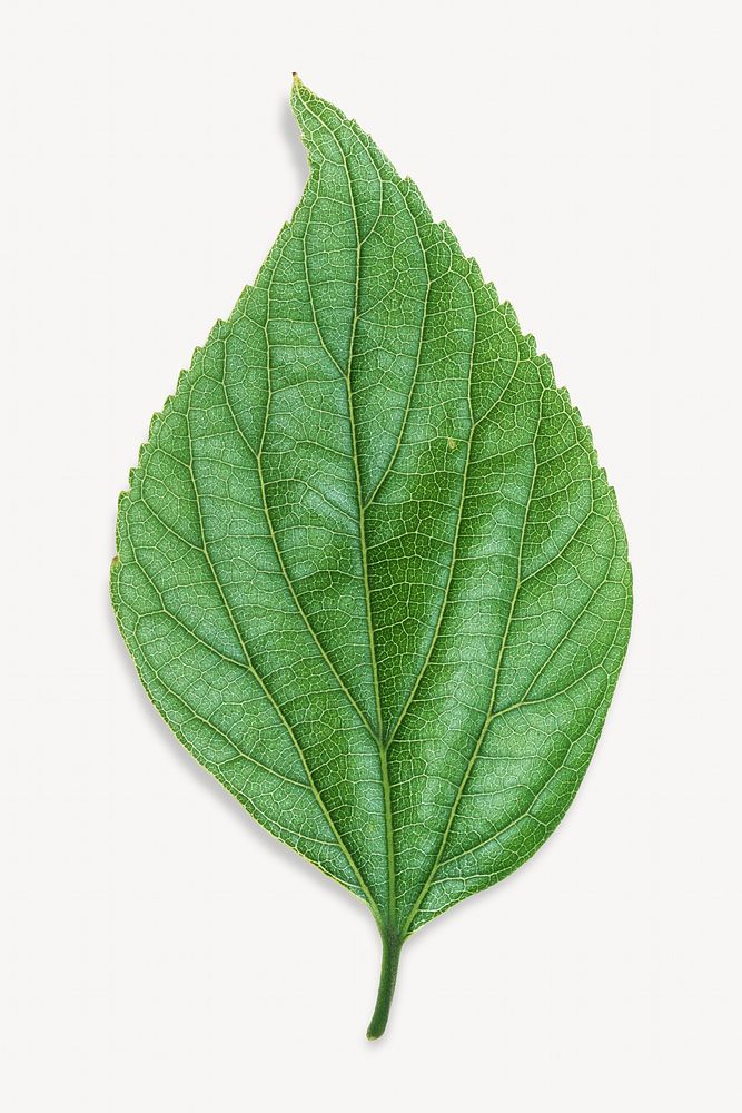 Green nature leaf isolated object on white