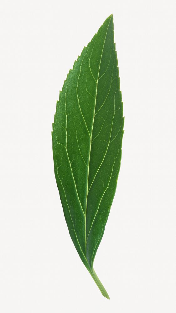 Single plant leaf isolated object on white