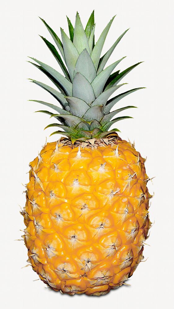 Tropical pineapple fruits isolated object