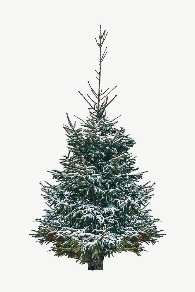 Snowy pine tree isolated object psd