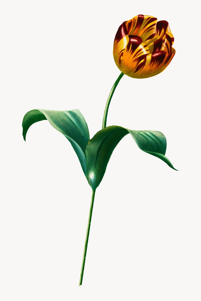 Didier's tulip image element