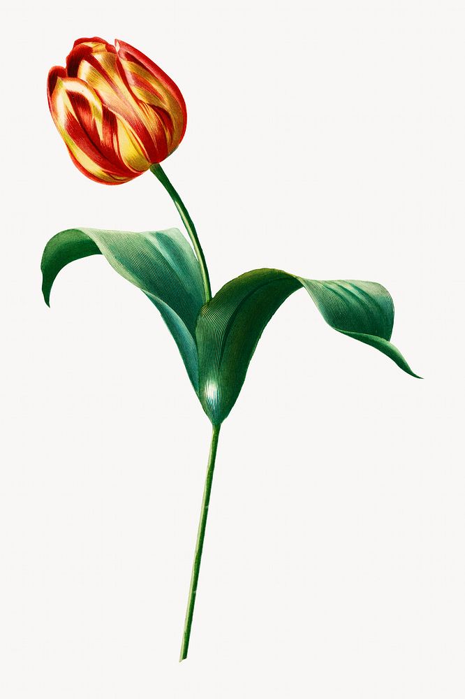 Didier's tulip image element