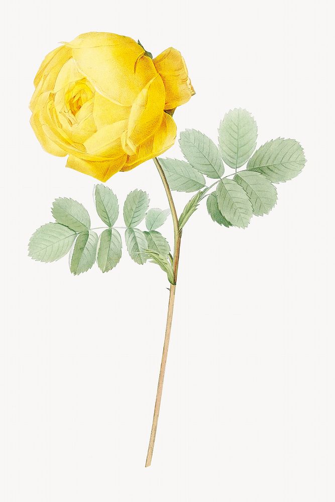 Yellow rose of Sulfur image element