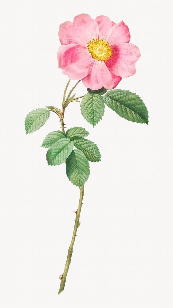 Single-flowered cabbage rose image element