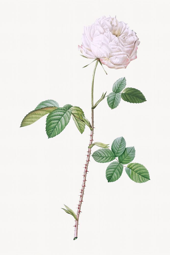Vintage white cabbage rose image element