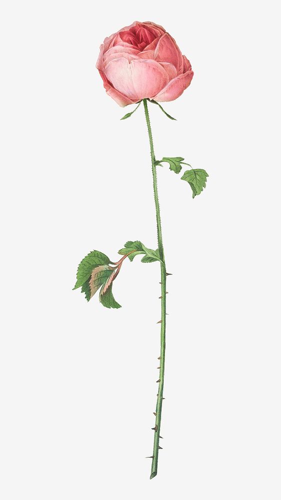 Celery-leaved cabbage rose image element