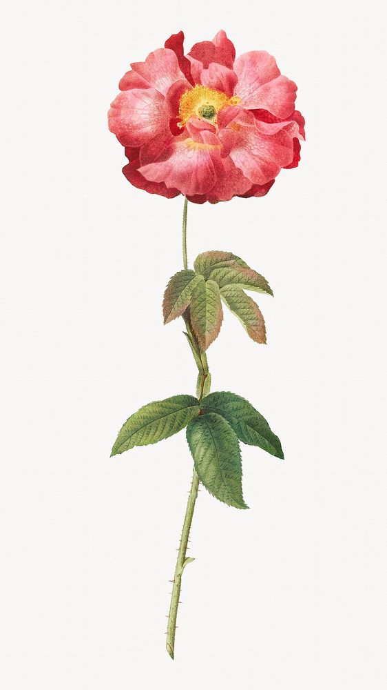 Vintage Provins rose image element