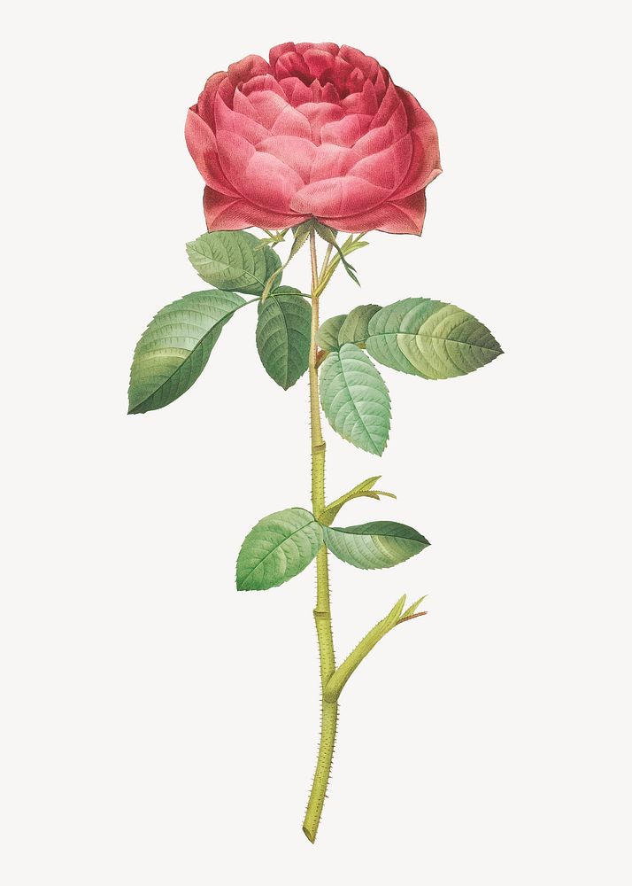 Vintage rose of Provins  collage element psd