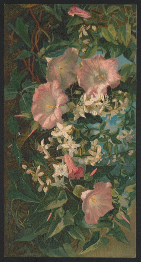 Wild morning glories and clematis (1882) by L. Prang & Co.