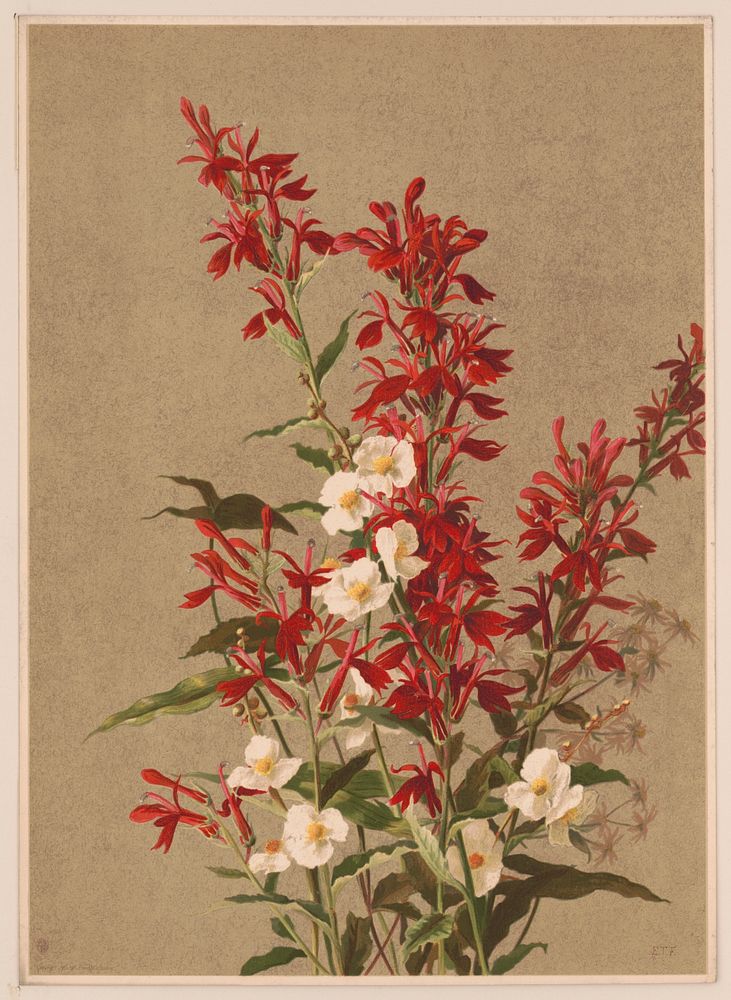 Cardinal Flowers (1886) by Fisher, Ellen T.
