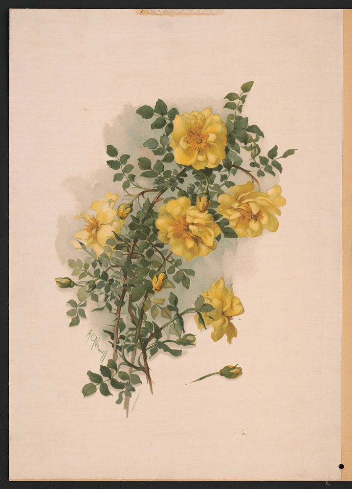 Yellow Scotch roses between 1861-1897 by Nowell, Annie C.