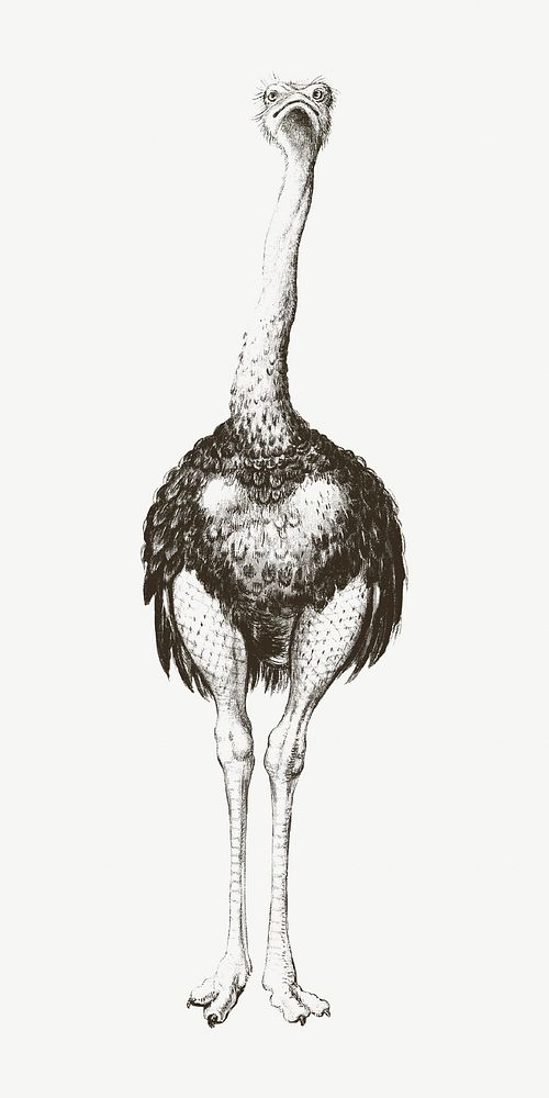 Ostrich vintage illustration, black and white  psd