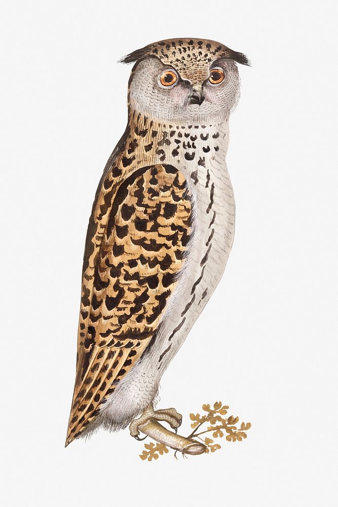 Owl illustration 