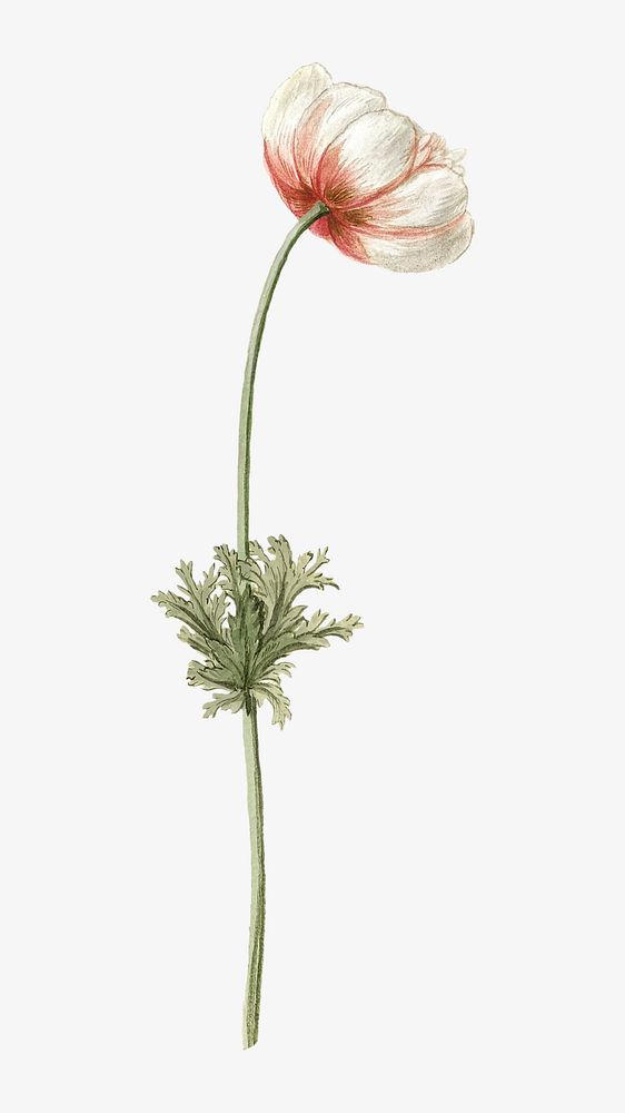 Anemones vintage flower image element