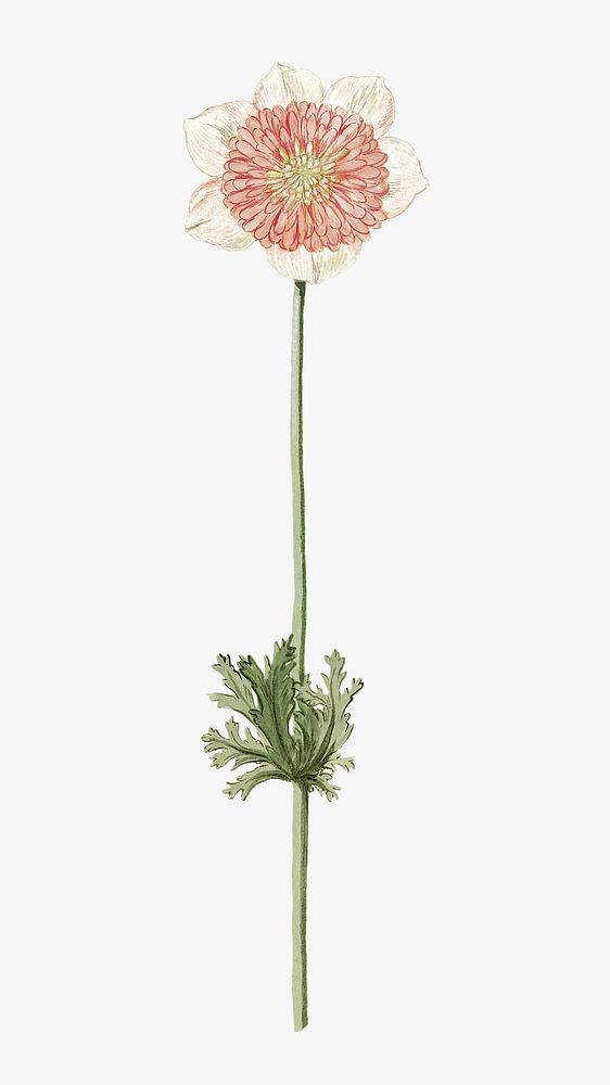Anemones vintage flower image element