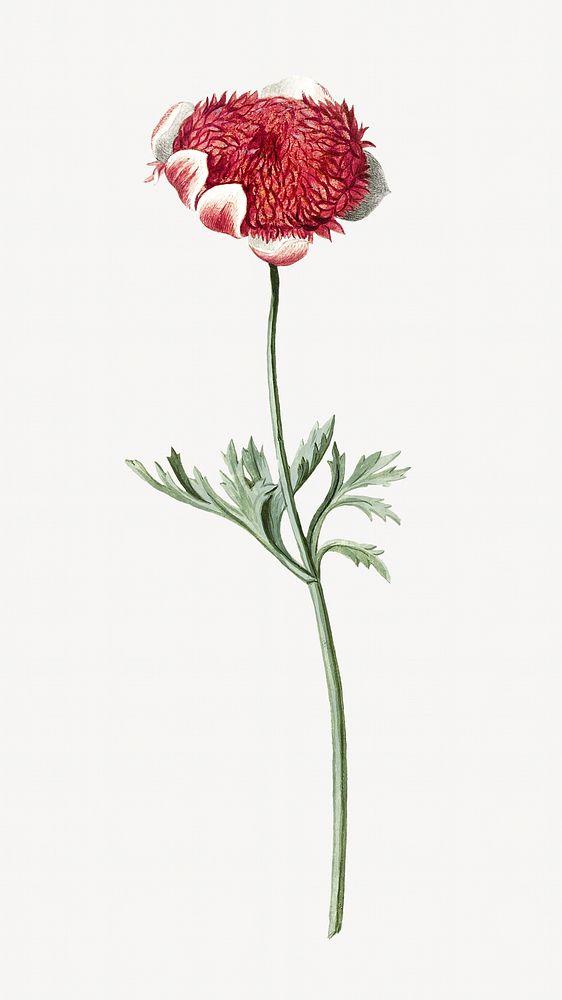 Vintage red floral isolated image