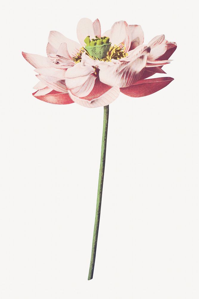 Lotus flower vintage botanical image element