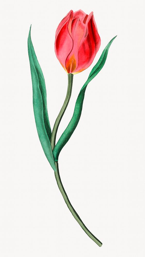 Vintage tulip flower blooming image element