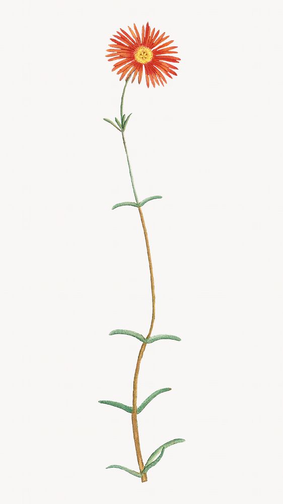 Mesembryanthemum Coccineum image element