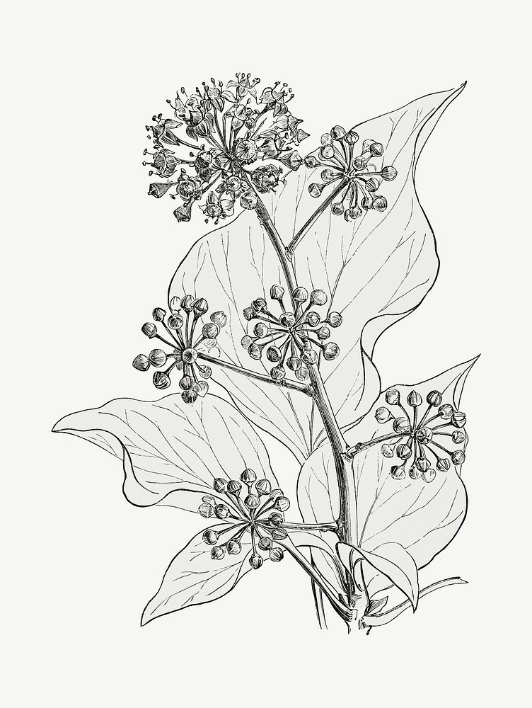 Irish ivy vintage illustration, black and white plant collage element psd