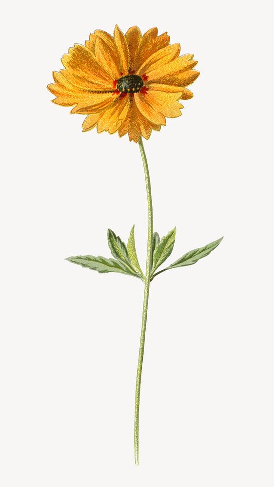 Coreopsis flower vintage botanical | Premium PSD - rawpixel