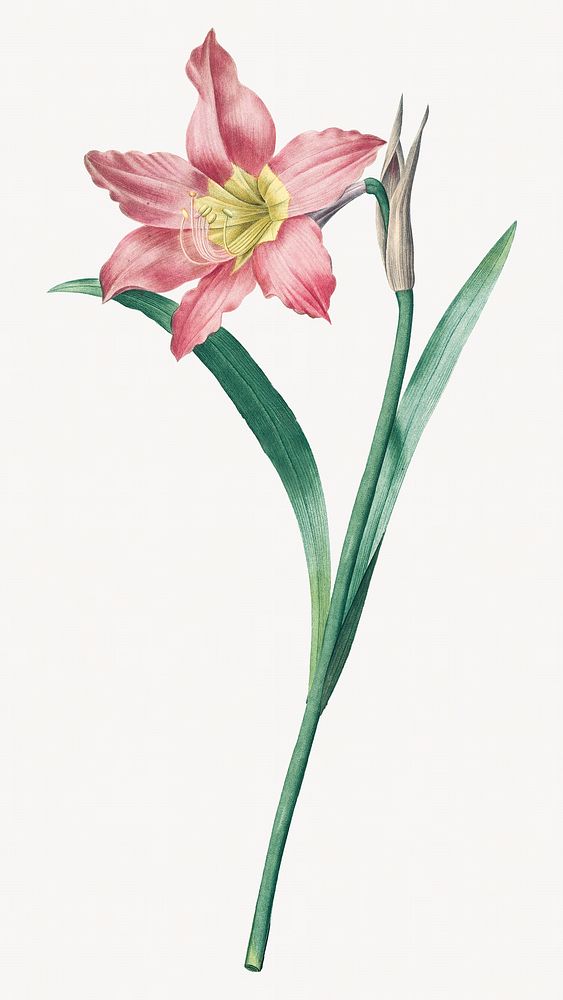 Botanical Amaryllis Equestre flower image element