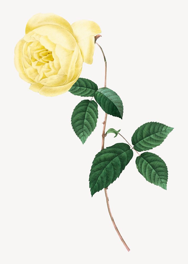 Botanical yellow rose flower collage element psd