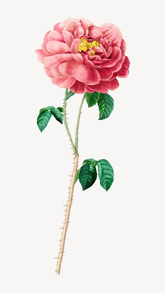 Pink rose flower  botanical  collage element psd