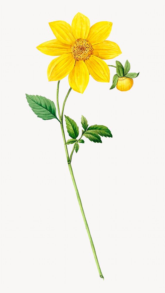 Dahlia flower botanical image element
