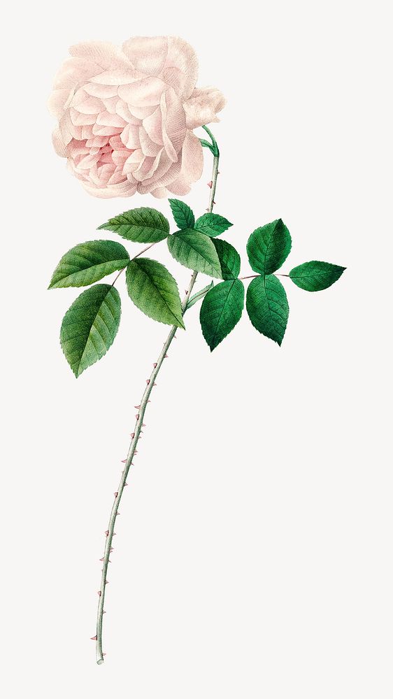 White rose flower  botanical  collage element psd