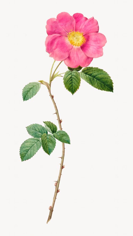 Rosa Centifolia Simplex image element