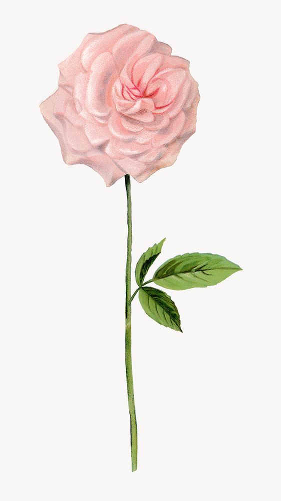 Pink rose vintage flower image element