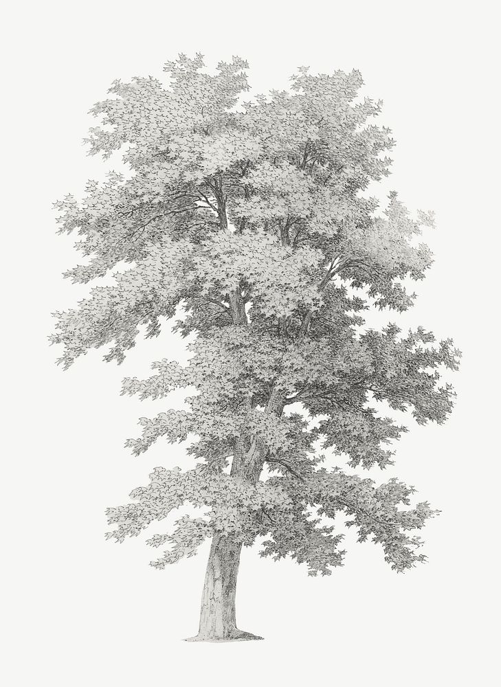 Gray lone tree, vintage illustration psd by Jean Victor Bertin. Remixed by rawpixel.