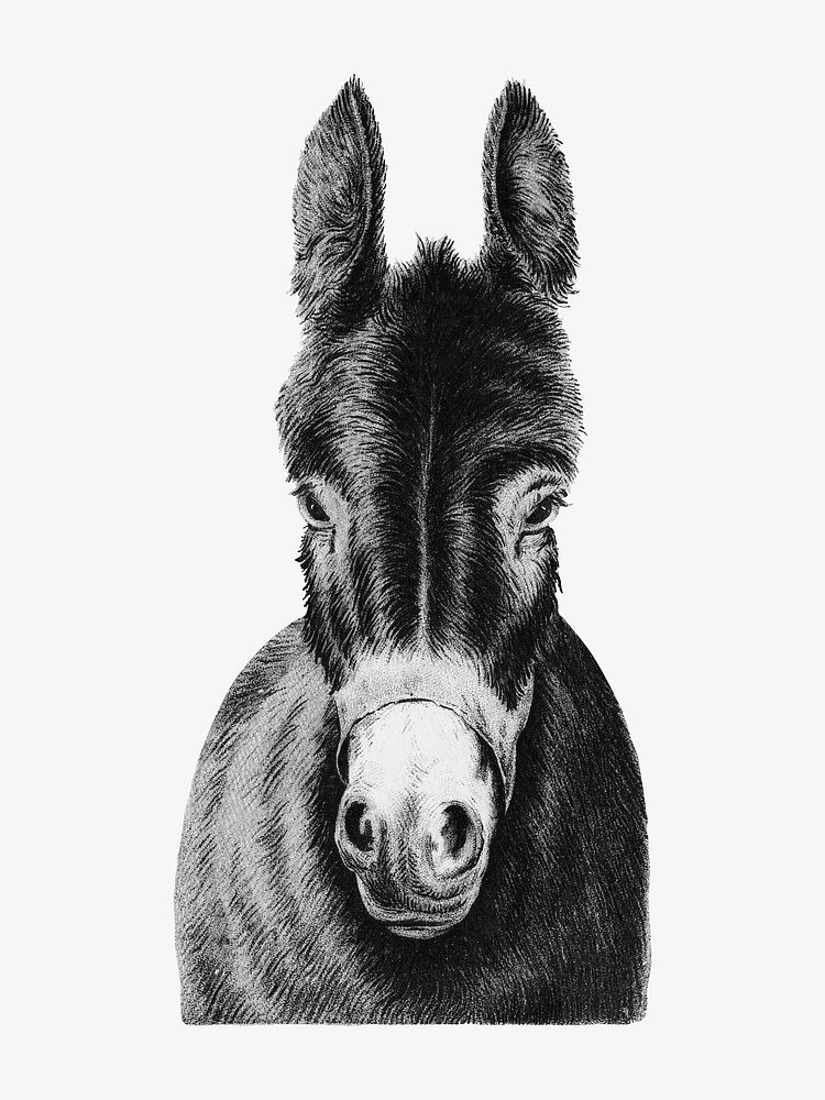 Vintage donkey, animal illustration. Remixed by rawpixel.