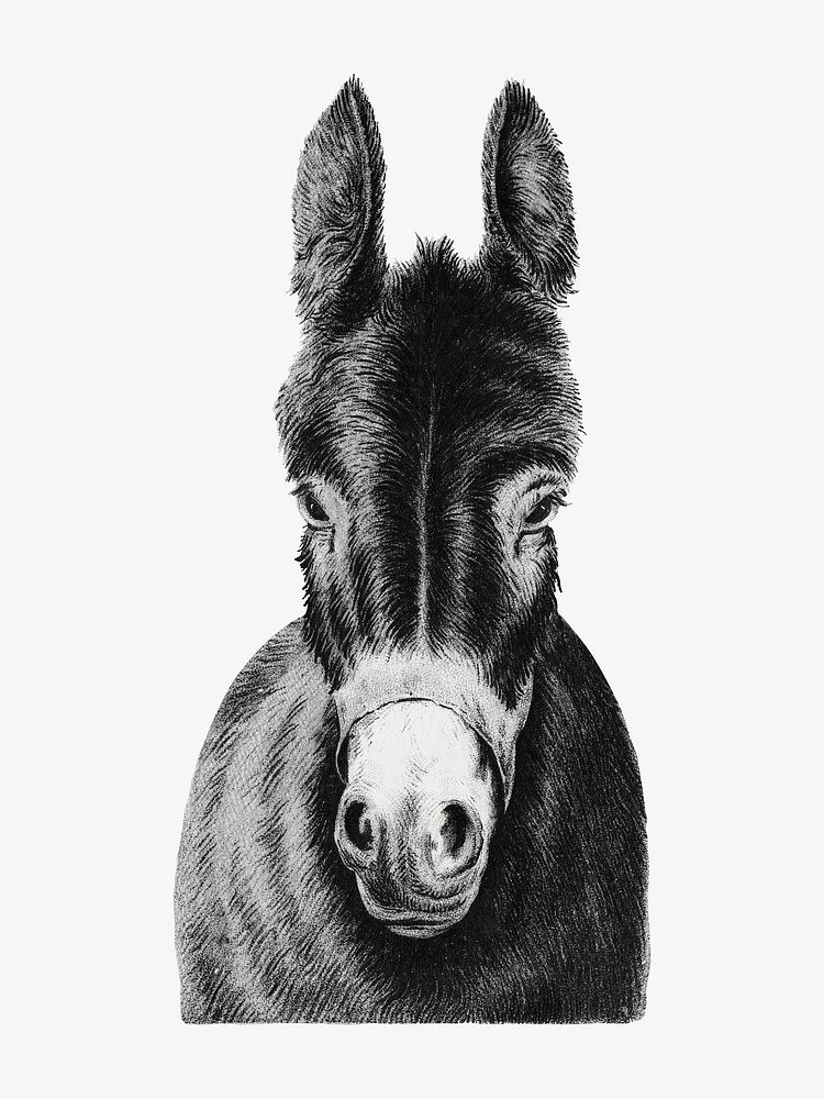 Vintage donkey, animal illustration psd. Remixed by rawpixel.