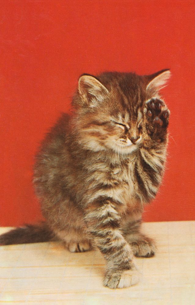 Cat with a paw up to its closed eyes (1960&ndash;1979), vintage cat postcard by Tichnor Bros., Inc. Original public domain…