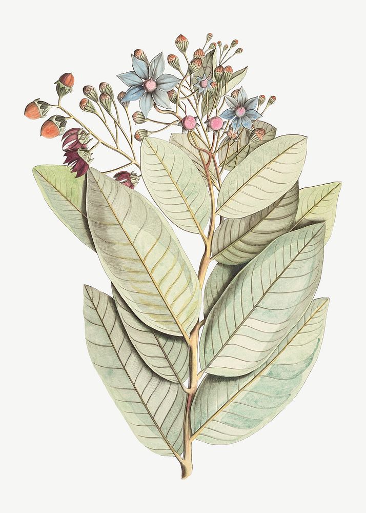Vintage botanical illustration psd. Remixed by rawpixel. 