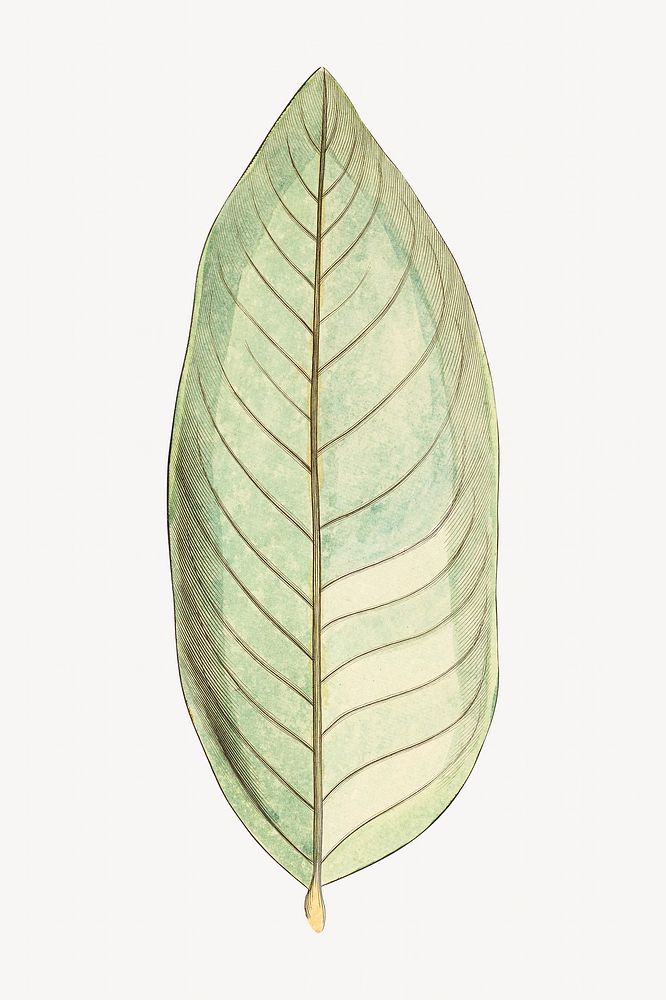 Vintage leaf illustration. Remixed by rawpixel. 
