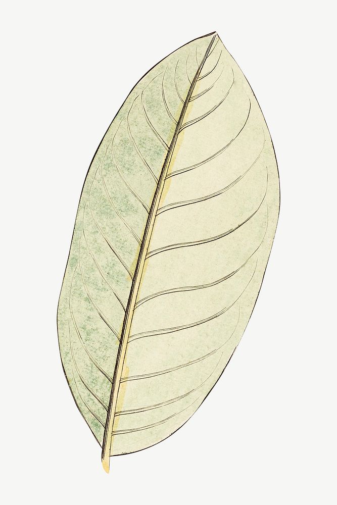 Vintage leaf illustration psd. Remixed by rawpixel. 