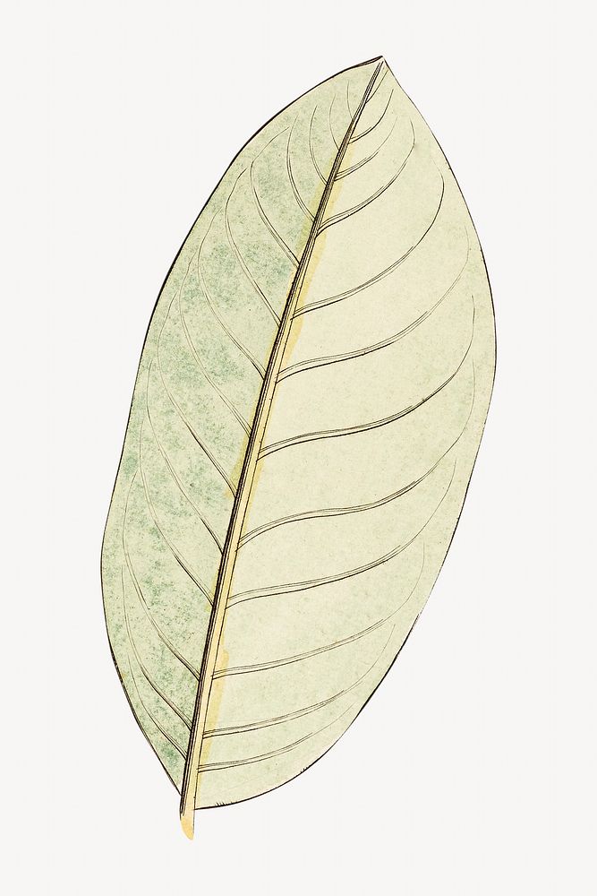 Vintage leaf illustration. Remixed by rawpixel. 
