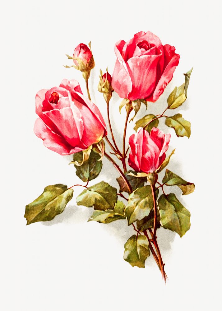 Red roses illustration. Remixed by rawpixel. 