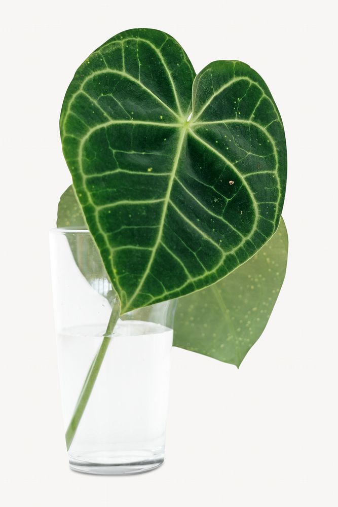 Green leaf, isolated image